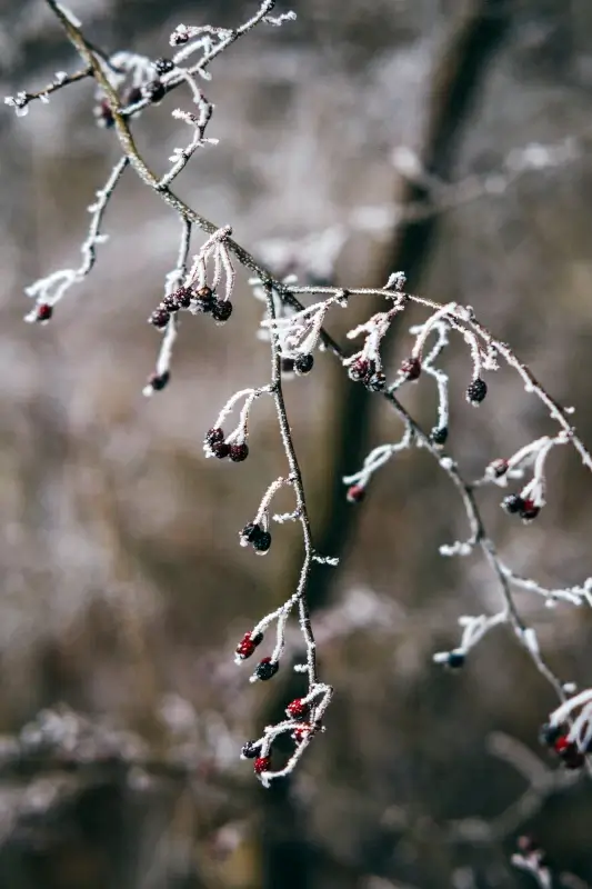 winter nature picture dark closeup realistic frozen branch 