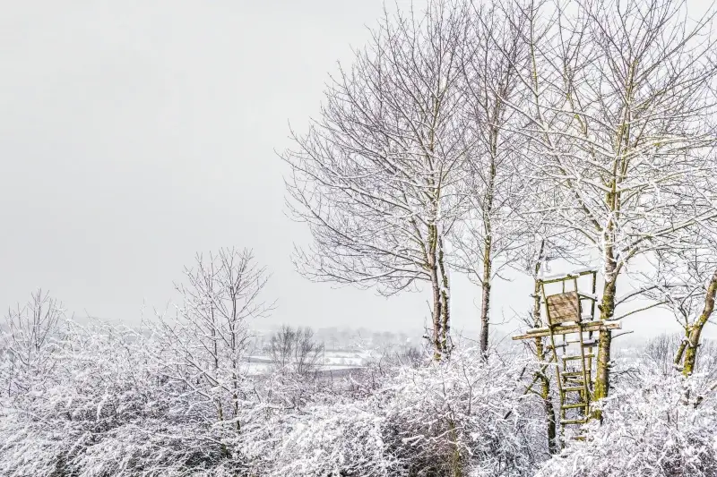 winter nature scenery picture frozen trees scene