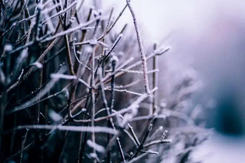winter picture closeup contrast realistic 