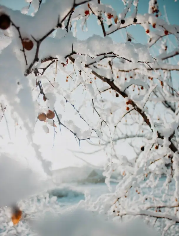 winter scene picture frozen tree branch closeup 