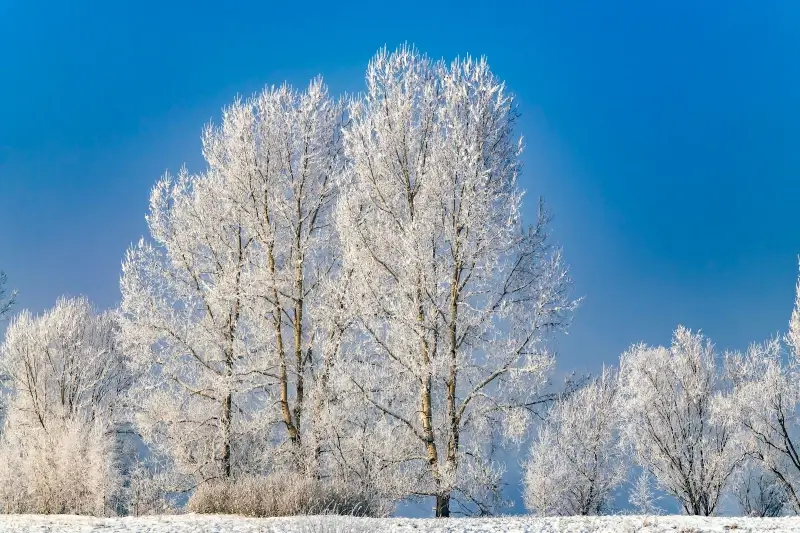 winter scene picture frozen trees 