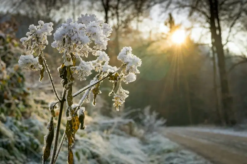 winter scenery picture elegant frozen sunset scene 