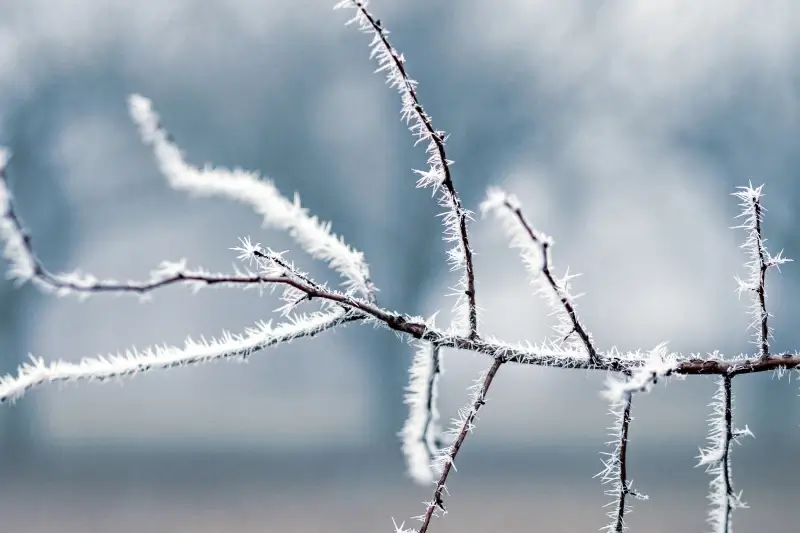 winter scenery picture frozen leafless branch closeup 