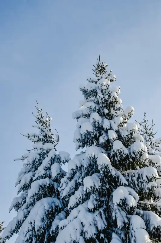 winter scenery picture snow covering trees scene 