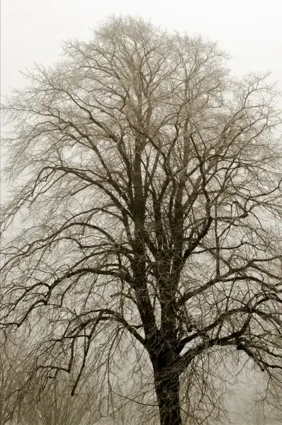 winter tree and fog
