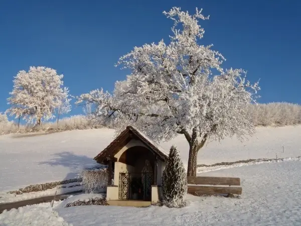 winter wintry shrubs