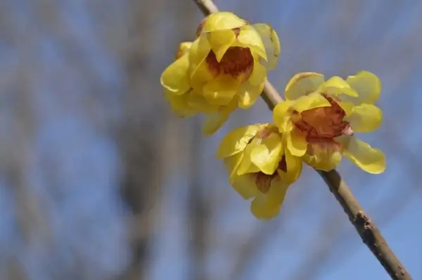 wintersweet tree 