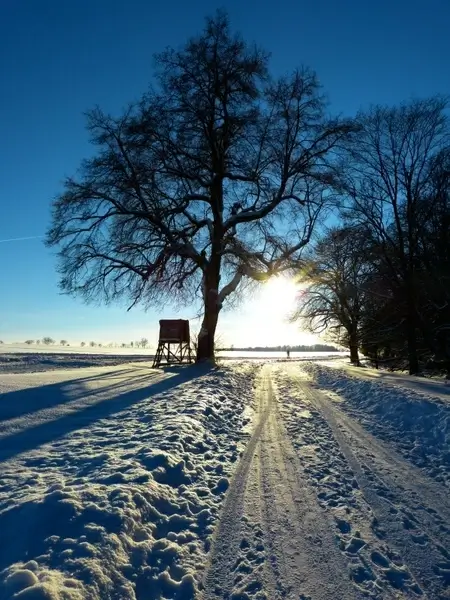 wintry tree away