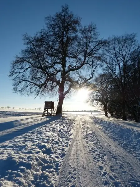 wintry tree away