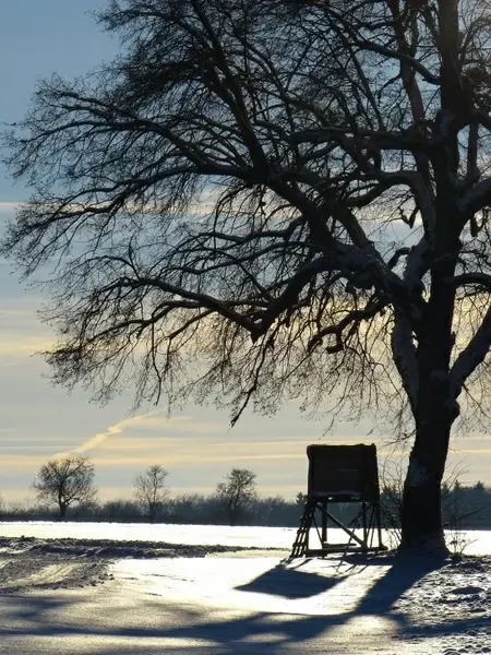 wintry tree away