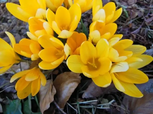 withered foliage yellow crocus harbingers of spring