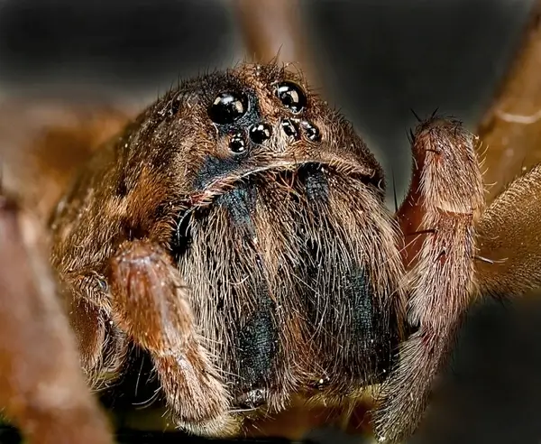 wolf spider