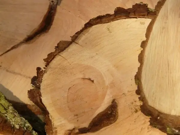 wood firewood saw