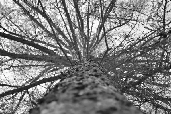 woodland structure