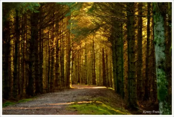 woods