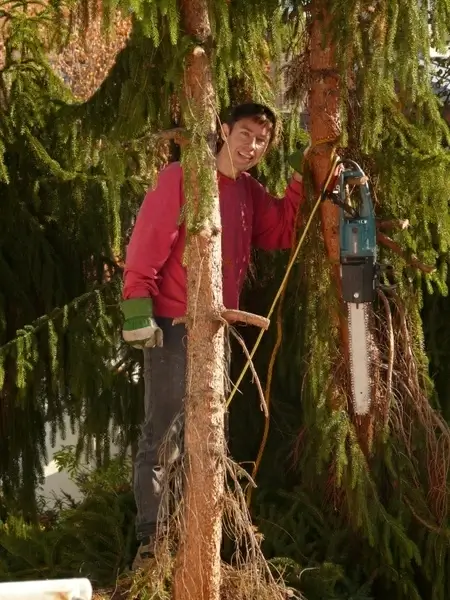 woodworks tree saw
