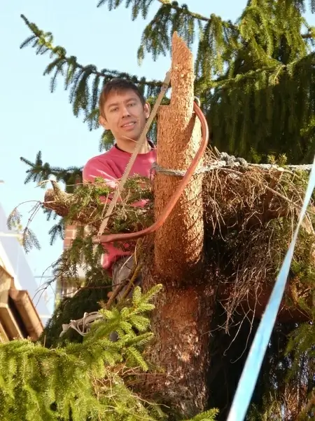 woodworks tree saw