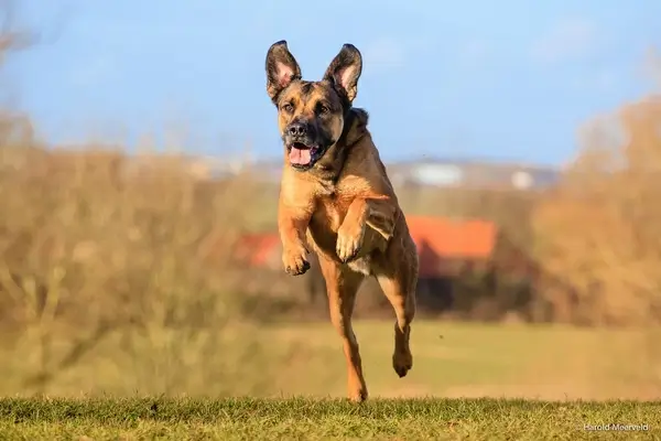 x shepherd
