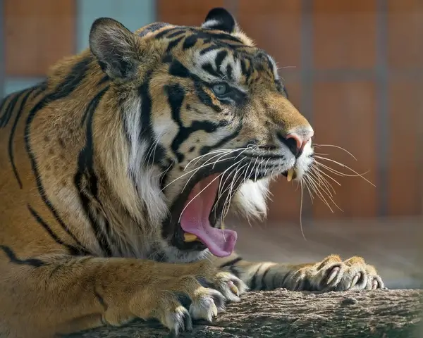 yawning sumatran tiger