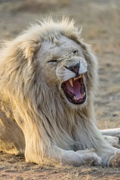 yawning white lion