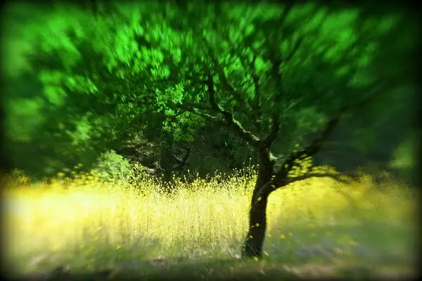yellow and green