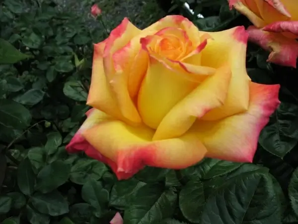 yellow blend rose