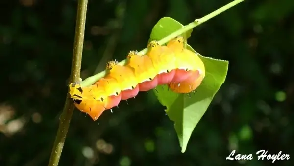 yellow caterpillar