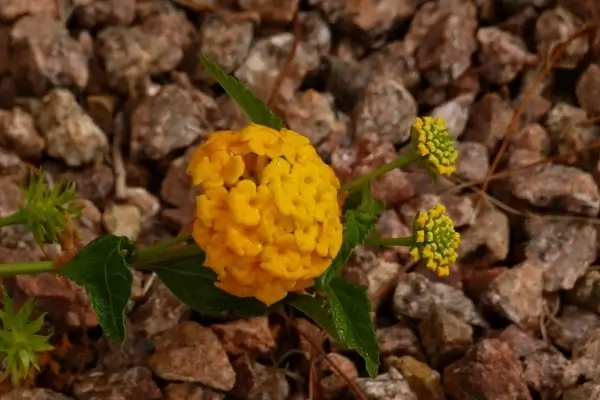 yellow exotic flower