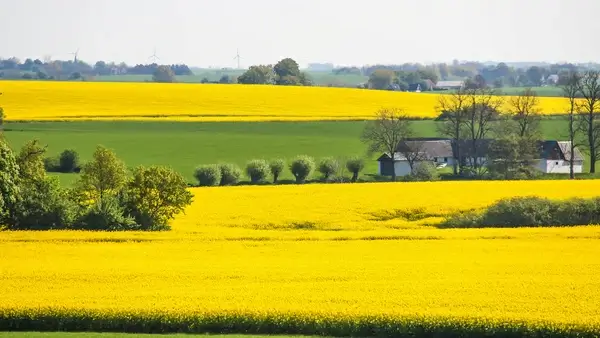 yellow fields