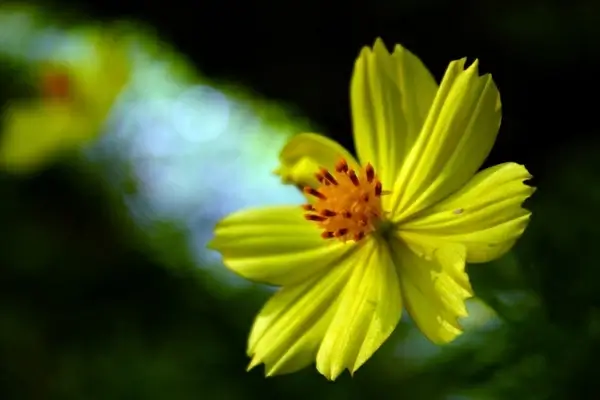 yellow flower background 4