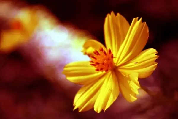 yellow flower background 5