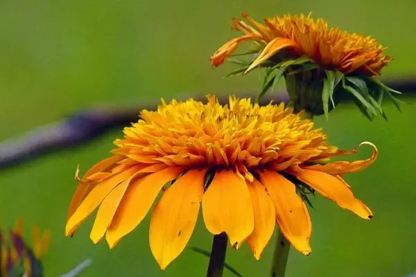 yellow flower nature