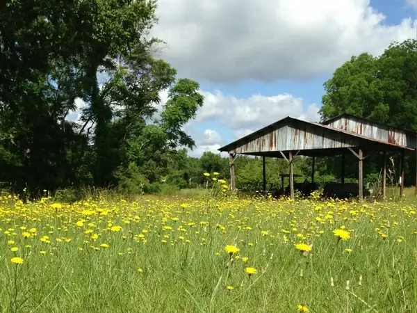 yellow flowers old shed blue sky 
