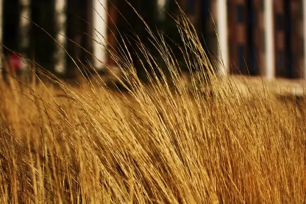 yellow grass