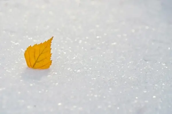 yellow leaf on the snow