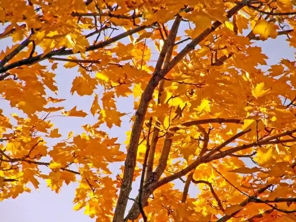 yellow maple leaves