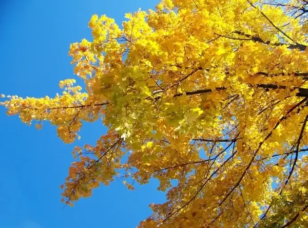 yellow maple tree