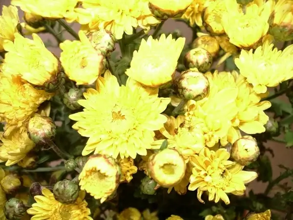 yellow mums