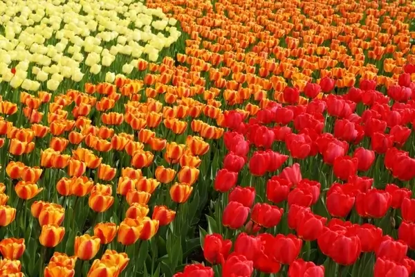 yellow orange and red tulips