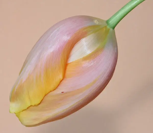 yellow pink tulip