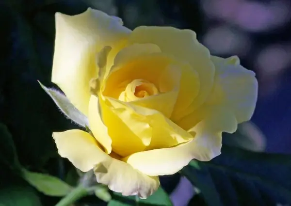 yellow rose