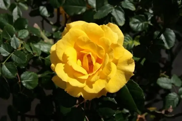 yellow rose bloom