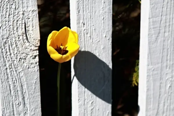 yellow tulip