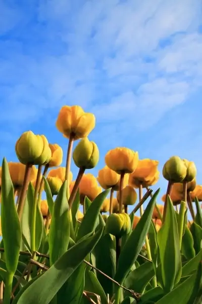 yellow tulips and sky
