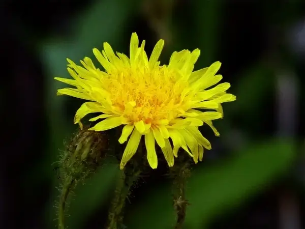 yellow wild flower nature