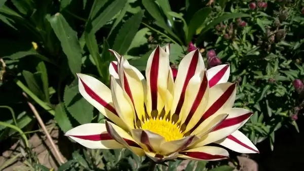 yellow yellow rose stripes striped