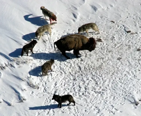 yellowstone national park wyoming wolf