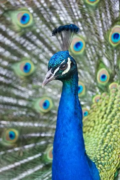 yes a peacock