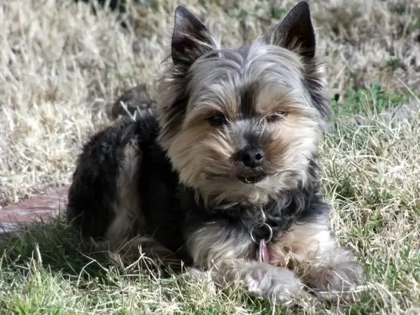 yorkie dog in yard 1