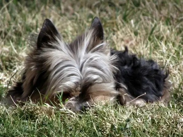 yorkie dog in yard 6